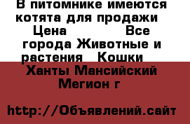 В питомнике имеются котята для продажи › Цена ­ 30 000 - Все города Животные и растения » Кошки   . Ханты-Мансийский,Мегион г.